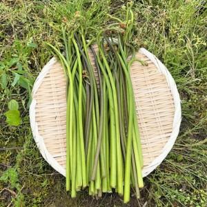 ふるさと納税 ワラビ 約1000g トロっトロの食感が堪らない！【120P3205】 秋田県大館市の画像