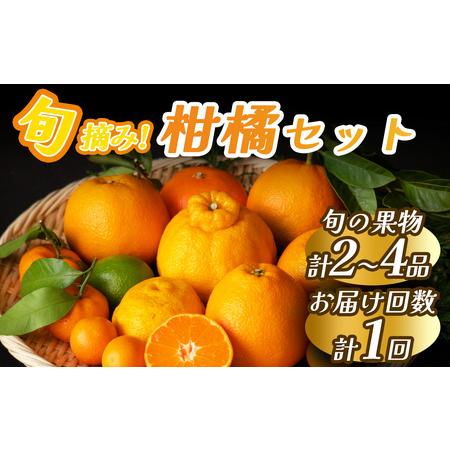 ふるさと納税 旬の柑橘セット [ 柑橘 ] 静岡県南伊豆町