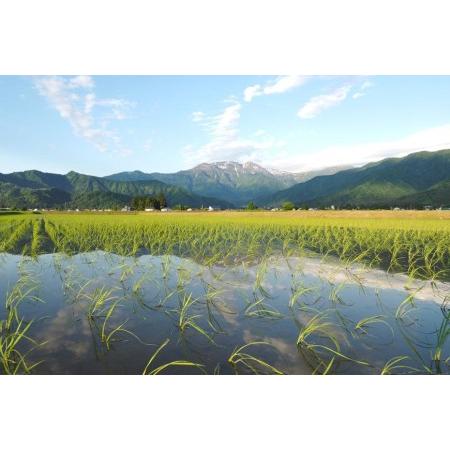【公式】 ふるさと納税 【JAみなみ魚沼定期便】南魚沼産コシヒカリ「天地米」（20kg×全6回） 新潟県南魚沼市 【CEG3358434628】(118250円)