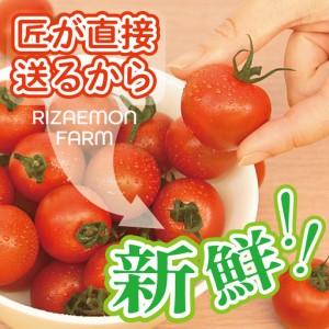 ふるさと納税 泉州産 新鮮ミニトマト 8パック＋不揃いトマト2パック 大阪府泉佐野市_1