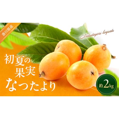 ふるさと納税 初夏の果実 なつたより (びわ) 2kg 枇杷 ビワ フルーツ 果物 くだもの 果実 旬の果物 旬のフルーツ 香川 香川県 東かがわ市 香川県東かがわ市