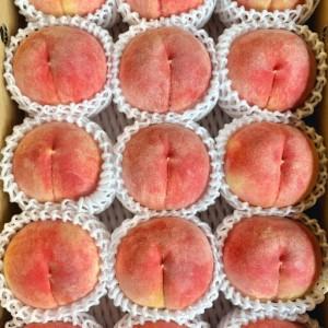 ふるさと納税 【先行予約】川中島の桃 約2kg 品種おまかせ  8月中旬〜8月下旬発送予定 長野県長野市の画像