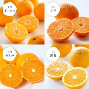 ふるさと納税 【発送月固定定期便】食べ切り少量サイズ 愛媛の人気品種!柑橘定期便(秀品)全12回【H25-156】【配送不可地域：離島】【4012890】.. 愛媛県八幡浜市_1