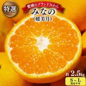 ふるさと納税 [2025年11月以降発送]みなの共選の特選「みなの(旧:媛美月)」約2.5kg[C28-36][1334191] YWTN024 愛媛県八幡浜市