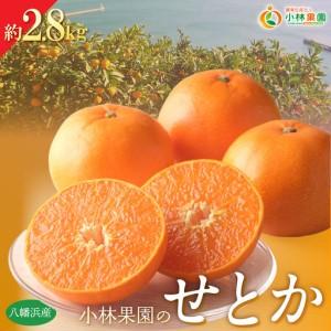 ふるさと納税 [先行受付]愛媛・小林果園のせとか 約2.8kg[C24-31][1519398] YWTAD022 愛媛県八幡浜市