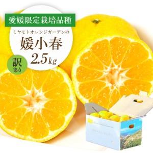 ふるさと納税 [先行受付]希少柑橘 媛小春(ひめこはる) 2.5kg[訳あり][D25-183][1608026] YWTAP124 愛媛県八幡浜市
