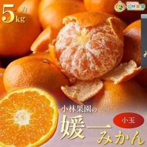 ふるさと納税 [先行受付]小林果園の媛一みかん[小粒]約5kg[C24-34][1633616] YWTAD025 愛媛県八幡浜市