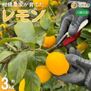 ふるさと納税 愛媛県八幡浜市産 柑橘農家が育てたレモン 約3キロ[C24-40][1712455] YWTAD031 愛媛県八幡浜市