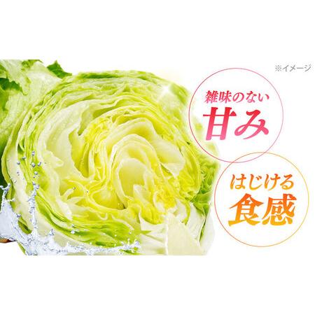 ふるさと納税 2026年 12月-発送 レタス約8kg [SGU005] レタス 長崎県南島原市_2