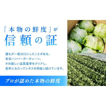 ふるさと納税 2026年 12月-発送 レタス約8kg [SGU005] レタス 長崎県南島原市_3