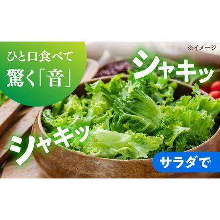 ふるさと納税 2026年 12月-発送 レタス約8kg [SGU005] レタス 長崎県南島原市_4