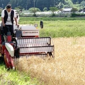 ふるさと納税 【先行受付】数量限定!令和8年新米 京都与謝野町産コシヒカリ「京の豆っこ米」 玄米30kg 農家直送【1725125】 京都府与謝野町の画像