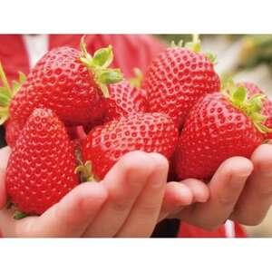 ふるさと納税 [2026年発送予定]長野県産 いちご 紅ほっぺ 1パック[約200g][配送不可地域:離島][1705293] 長野県中野市