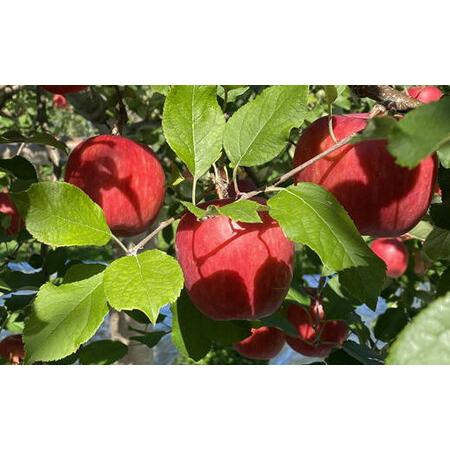 ふるさと納税 8-006-005 冨野果樹園のおまかせりんごセット 2.5kg【10