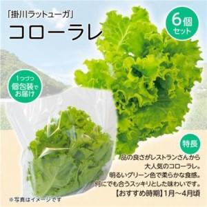 ふるさと納税 【こだわりの1種×6株】湧き水で育ったリーフレタス「掛川ラットューガ・コローラレ」【配送不可地域：離島・北海道・沖縄県・.. 静岡県掛川市_1