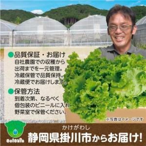 ふるさと納税 【こだわりの1種×6株】湧き水で育ったリーフレタス「掛川ラットューガ・コローラレ」【配送不可地域：離島・北海道・沖縄県・.. 静岡県掛川市_3