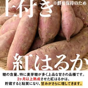ふるさと納税 isa878 《訳あり》熟成紅はるか(約15kg・SS〜LLサイズ混合) 訳あり さつまいも 紅はるか 鹿児島 生芋 完熟 長期熟成 土付き べに.. 鹿児島県伊佐市の画像