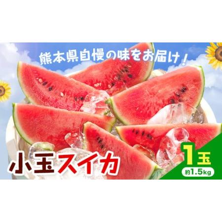 ふるさと納税 [先行予約]小玉スイカ 1玉 約1.5kg 日本フルーツ株式会社 [4月下旬-7月下旬頃出荷] こだますいか 西瓜 すいか フルーツ 果物 .. 熊本県菊池市