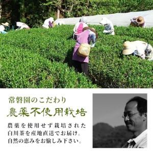 ふるさと納税 農薬不使用！煎茶 ギフト NO.10 (ずいうん150g×2 計300g) 常磐園 日本茶 白川茶 美濃白川茶 緑茶 茶葉 お茶 岐阜県 東白川.. 岐阜県東白川村_2