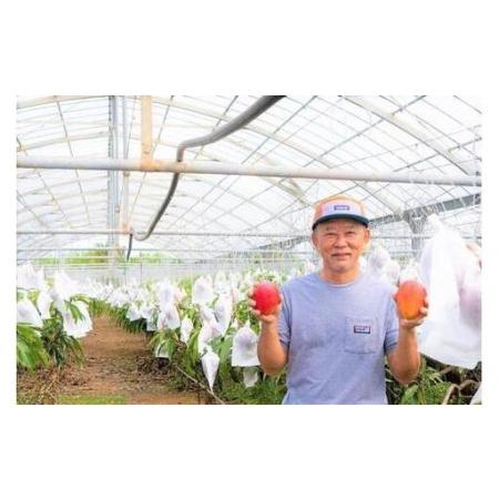 ふるさと納税 [2026年夏発送][贈答用]インカジ・トゥ・パリ マンゴー 完熟マンゴー 約1kg(2玉〜3玉)[潮風の里](HA002) 沖縄県宮古島市