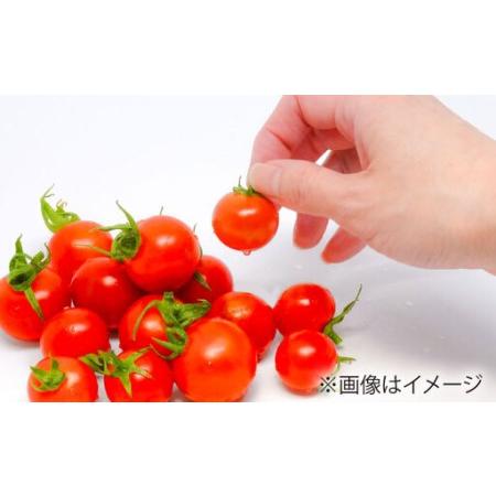 ふるさと納税 ミニトマト 1kg 野菜 トマト 愛西市 / ながたファーム[AEDT001] 愛知県愛西市_2