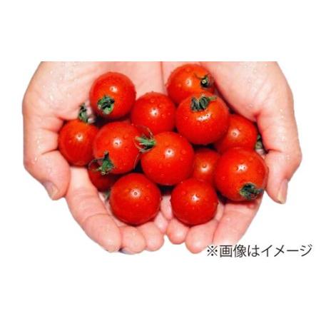 ふるさと納税 ミニトマト 1kg 野菜 トマト 愛西市 / ながたファーム[AEDT001] 愛知県愛西市_3