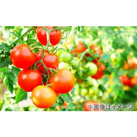 ふるさと納税 ミニトマト 1kg 野菜 トマト 愛西市 / ながたファーム[AEDT001] 愛知県愛西市_4