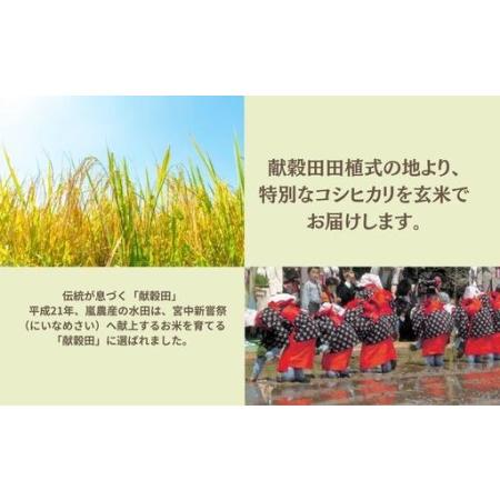 ふるさと納税 【先行予約】 令和8年産 コシヒカリ 玄米 30kg げんまい 石川県 小松市 石川県小松市の画像