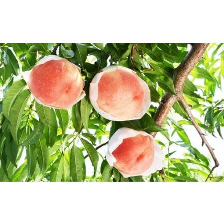 ふるさと納税 桃 （ 化粧箱入り ） 約1.8kg （ 5〜6玉 ） 甘い ジューシー もも モモ 果物 くだもの 果実 フルーツ 化粧箱 【2026年7月上旬〜7月.. 山梨県中央市の画像