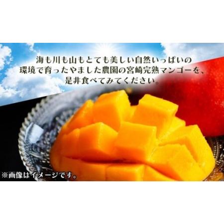 ふるさと納税 ＜先行予約＞糖度平均15度以上！高評価の希少な特大宮崎完熟マンゴー（4L×1玉入）一般用・美品　濃厚な甘さと酸味のバランス.. 宮崎県串間市_3