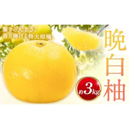 ふるさと納税 先行予約 晩白柚 約3kg 株式会社エフビーネット[12月上旬-1月下旬頃出荷]熊本県 氷川町 果物 フルーツ 熊本県産 ジューシー ばん.. 熊本県氷川町