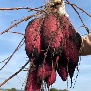 ふるさと納税 ねっとり甘い♪茨城県産熟成べにはるか 約10kg B15-010 茨城県那珂市の画像
