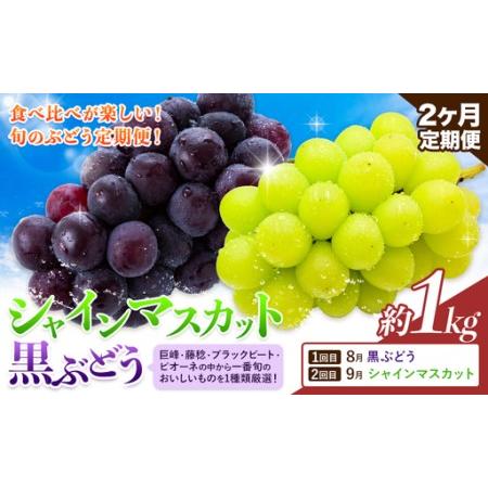 ふるさと納税 [先行予約][2ヶ月定期便]黒ぶどう シャインマスカット 1kg マスカット フルーツ 果物 新鮮 [8月上旬-9月下旬頃出荷]熊本県 .. 熊本県荒尾市