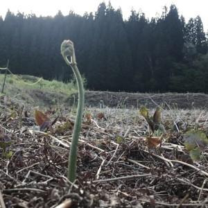 ふるさと納税 【先行予約・数量限定】採れたて山菜 生わらび2kg 山形県小国町の画像