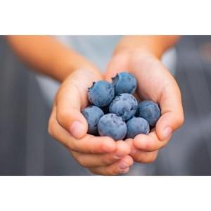 ふるさと納税 BULE BERRY FARM UEKI 施設利用券 2５０００円分 栃木県矢板市_2