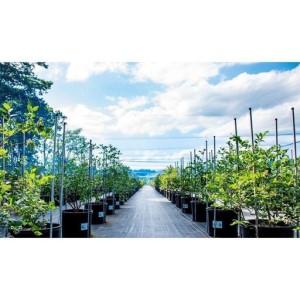ふるさと納税 BULE BERRY FARM UEKI 施設利用券 2５０００円分 栃木県矢板市_3