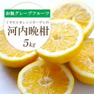 ふるさと納税 苦味の少ない和製グレープフルーツ 河内晩柑 5kg[D25-130][配送不可地域:離島][1151744] YWTAP073 愛媛県八幡浜市
