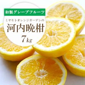 ふるさと納税 さっぱり爽やか 和製グレープフルーツ 河内晩柑7kg[E25-13][配送不可地域:離島][1268372] YWTAP007 愛媛県八幡浜市