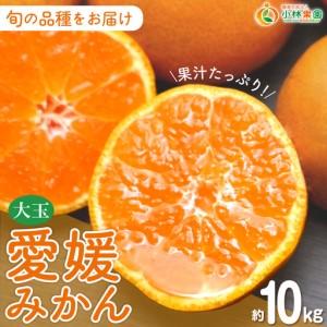 ふるさと納税 [先行受付]小林果園の果汁たっぷり愛媛みかん(約10kg)[C24-14][1124420] YWTAD007 愛媛県八幡浜市