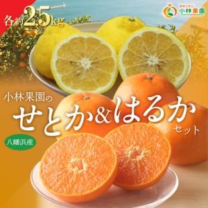 ふるさと納税 [先行受付]小林果園のせとか&はるかセット(各約2.5kg入)[C24-23][1124429] YWTAD016 愛媛県八幡浜市