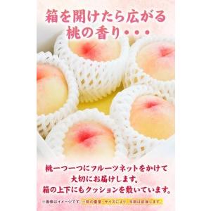 ふるさと納税 【全3回】晴れの国定期便 無洗米20kg 桃2kg マスカット1.5kg 定期便 岡山県笠岡市_1