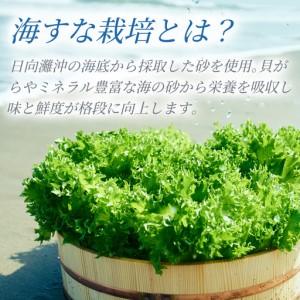ふるさと納税 フリルレタス「海すなレタス」3個入り×1箱×定期便12回お届け【E259】 宮崎県新富町_1