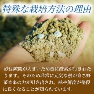 ふるさと納税 フリルレタス「海すなレタス」3個入り×1箱×定期便12回お届け【E259】 宮崎県新富町_2