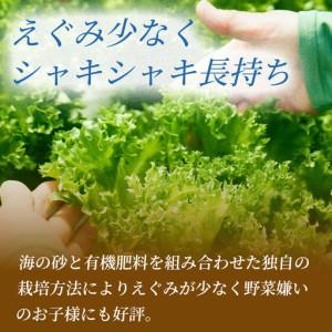 ふるさと納税 フリルレタス「海すなレタス」3個入り×1箱×定期便12回お届け【E259】 宮崎県新富町_3
