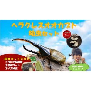 ふるさと納税 [虹色Farm]ヘラクレスオオカブト 幼虫2匹(ペア)飼育キット3点付(育て方解説書・菌床マット・人工蛹室)|京都 ヘラクレス 人気 京都府京都市