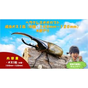 ふるさと納税 [虹色Farm]ヘラクレスオオカブト 成虫オス1匹(小型・100mm〜120mm)訳アリ|京都 ヘラクレス 人気 京都府京都市