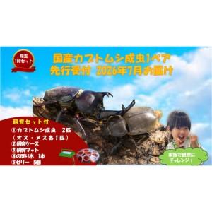 ふるさと納税 [先行受付・2026年7月お届け][虹色Farm]国産カブトムシ成虫1ペア(飼育キット付) |京都 カブトムシ 人気 京都府京都市