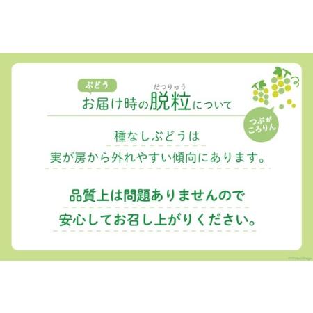 ふるさと納税 【2026年発送】 シャインマスカット 先行予約 頬張る幸福感 〜緑の宝石・シャインマスカット〜 1kg 以上 (2〜3房) [REGALO 山梨県 .. 山梨県韮崎市_2