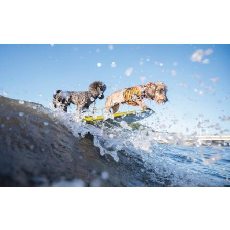 ふるさと納税 江の島 ドッグサーフィン撮影チケット[1回分] 神奈川県藤沢市_1