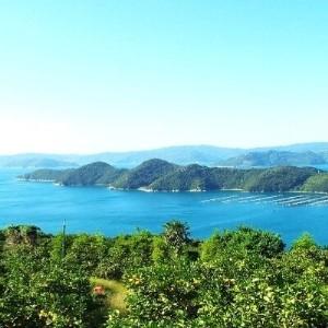 ふるさと納税 【先行受付】したたる果汁と濃厚な味わい 愛媛・八幡浜・特産梨「豊水」約3kg【C28-14】【配送不可地域：離島・北海道・沖縄県】.. 愛媛県八幡浜市_3